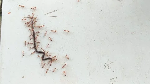 A group of red ants are fighting to eat worms on a ceramic floor. Stock Footage 324569946