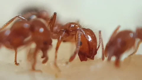 A group of red ants are looking for food Stock Footage 236333631
