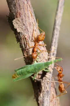 A group of red ants attacking a grasshopper Stock Photos
