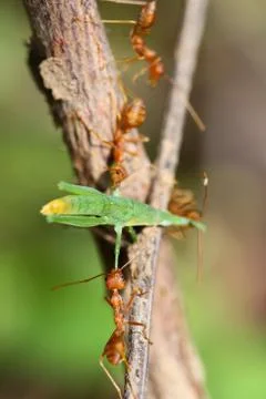A group of red ants attacking a grasshopper Stock Photos