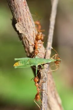 A group of red ants attacking a grasshopper Stock Photos