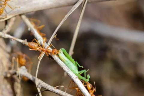 A group of red ants attacking a grasshopper Stock Photos