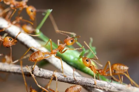A group of red ants attacking a grasshopper Stock Photos
