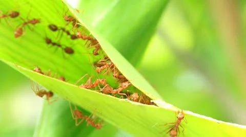 Group of red ants building nest with green fresh leaf Stock Footage 12375016