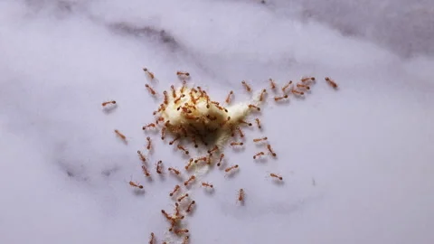 Group of red ants eating food on marble surface Stock Footage 344059953