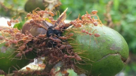 A group of red ants is eating a wasp carcass. Stock Footage 320004416