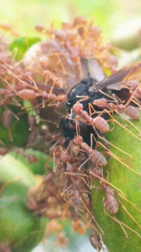 A group of red ants is eating a wasp carcass. Stock Footage 320004437
