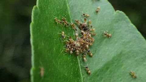 Group of red ants is feeding on a leaf. Video stock 332122003