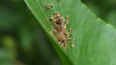 Group of red ants is feeding on a leaf. Stock Footage 332122007