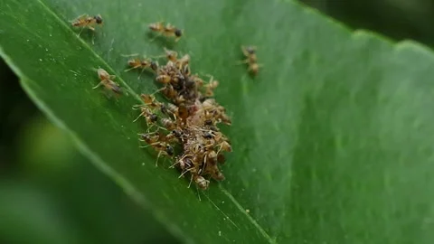 Group of red ants is feeding on a leaf. Stock Footage 332122067