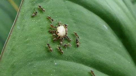 Group of red ants is feeding on a leaf. Stock-Footage 332122070