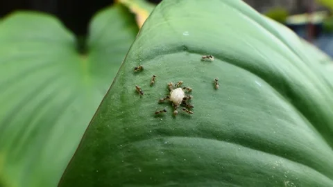 Group of red ants is feeding on a leaf. Stock Footage 332122132