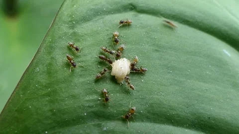 Group of red ants is feeding on a leaf. Stock Footage 332122133