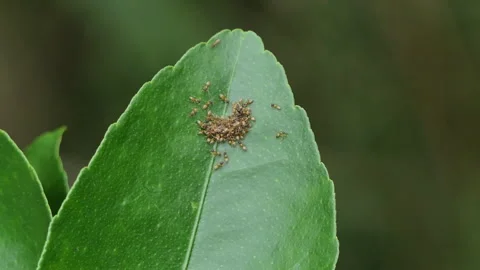 Group of red ants is feeding on a leaf. Stock-Footage 332122249