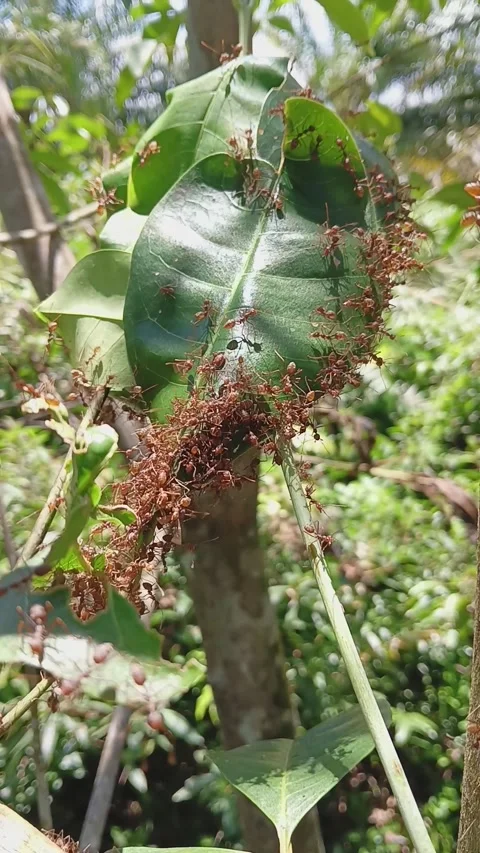 A group of red ants make a nest on a green leaf Stock Footage 320480435