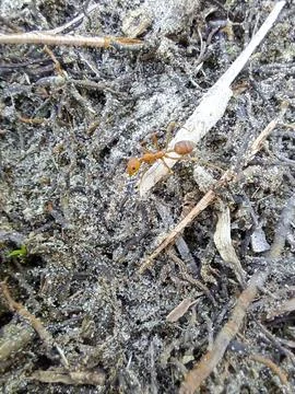 Group of red ants. Stock Photos