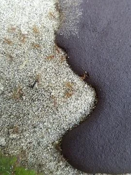 Group of red ants. Foto stock