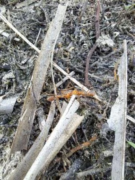 Group of red ants. Stock Photos