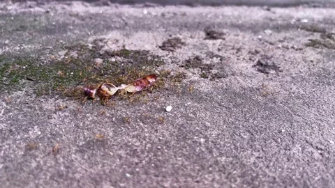 Group of red ants surrounding insect body Stock Footage 276739047