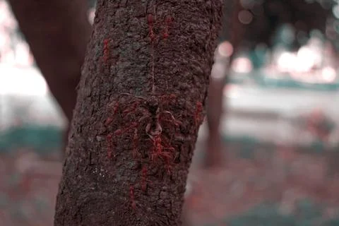 A group of red ants on a tree trunk is getting food Stock Photos