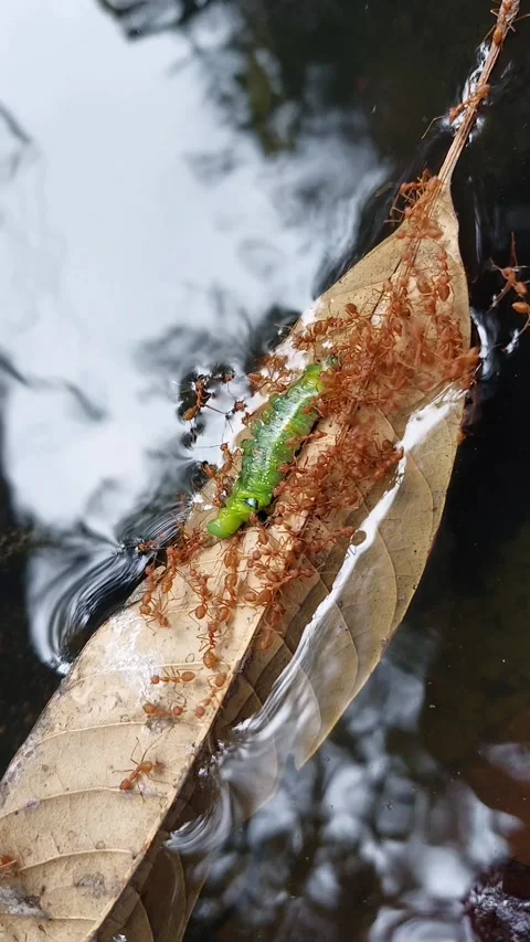 A group of red ants will drown Stock Footage 268002185