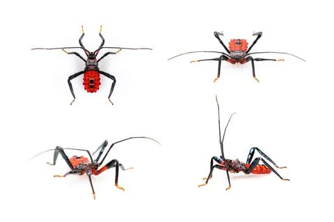 Group of red assassin bug isolated on white background. Animal. Insect. Stock Photos