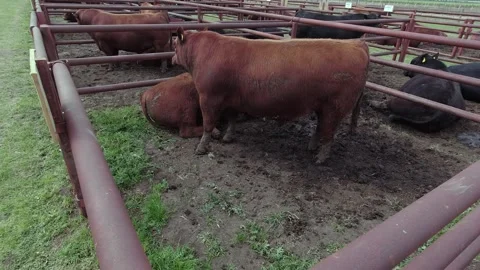 Group of red an blackAngus cows enclosed in a corral. 4K 60fps Stock Footage 286764129