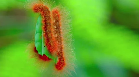 Group of Red Caterpillars, clinging to a Leaf. Video 4k Stock Footage 59793532