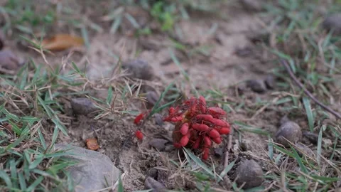 Group Red cotton stainer bug on ripe fruit at the ground. Vídeo Stock 245627233
