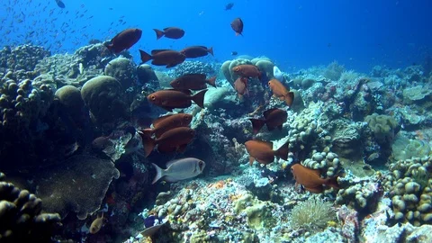 Group of red crescent tail bigeye swimming above healthy hard coral reef Video stock 112469856