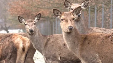 Group of red deer cautiously watching 2 Stock Footage 86056235