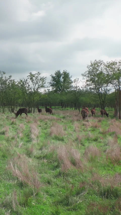 Group of Red deer (Cervus elaphus) grazing in the forest-steppe on autumn cloudy Stock Footage 336851503
