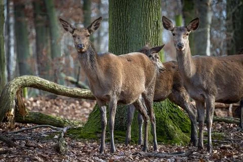 Group of red deer (Cervus elaphus) in the forest Stock Photos