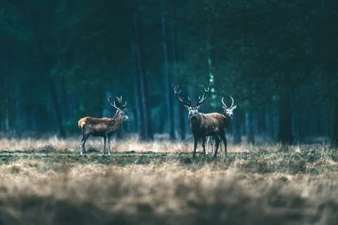 Group of red deer in forest meadow. Stock Photos