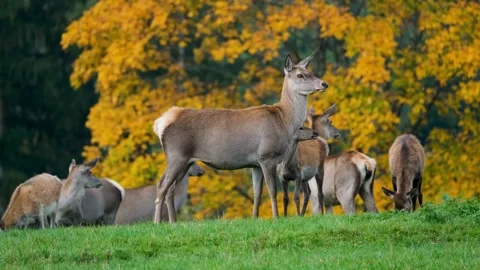 Group of red deer grazing in the vibrant autumn forest Stock Footage 344778527