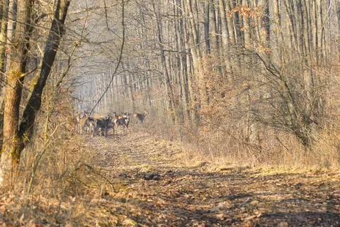 Group of red deer on the oak forest road in autumn time in Hungary 스톡 사진