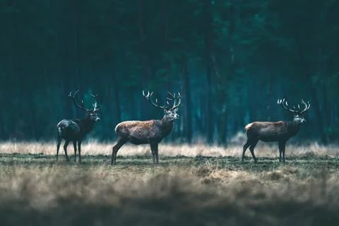 Group of red deer stag standing in forest meadow. Stock Photos