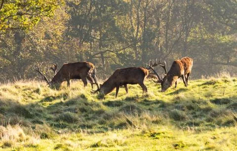 Group of red deer stags Stock Photos