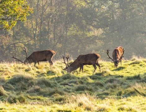 Group of red deer stags Stock Photos