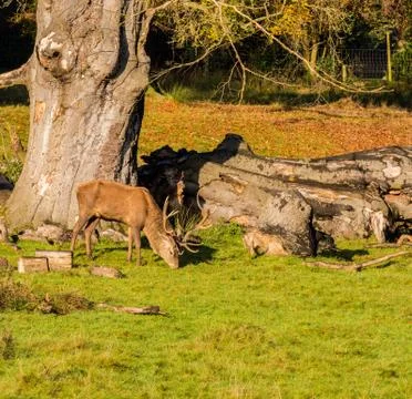 Group of red deer stags Stock Photos