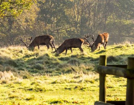 Group of red deer stags Stock Photos