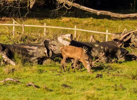 Group of red deer stags Stock Photos