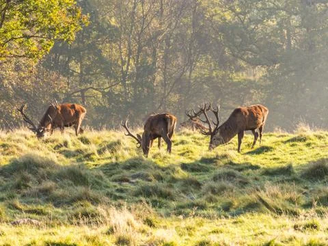 Group of red deer stags Stock Photos