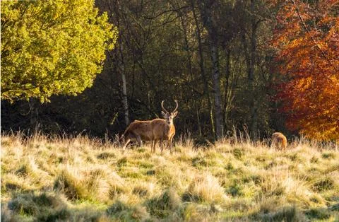 Group of red deer stags Stock Photos