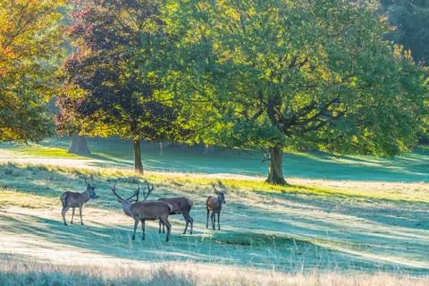 Group of Red Deer Stags Stock Photos
