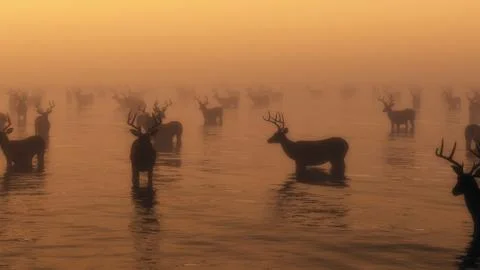 Group of red deer standing in water in morning mist. Stock Illustration