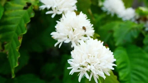 Group of  Red dwarf Honey bee on Robusta coffee blossom Stock Footage 234585087