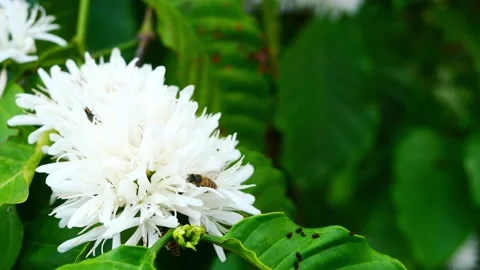 Group of  Red dwarf Honey bee on Robusta coffee blossom Stock Footage 234585142