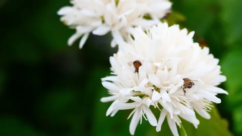Group of  Red dwarf Honey bee on Robusta coffee blossom Stock Footage 235658764