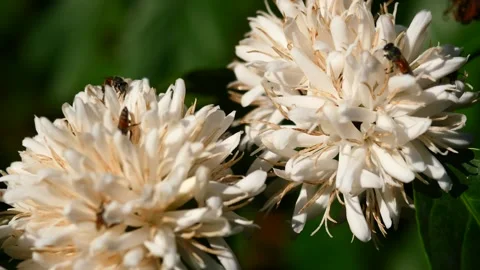 Group of Red dwarf Honey bee on Robusta coffee blossom Stock Footage 304938183